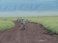 Ngorongoro Nationalpark - Zebras