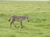 Ngorongoro Nationalpark - Zebra