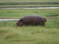 Ngorongoro Nationalpark -Nilpferd