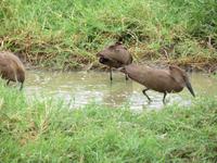 Ngorongoro Nationalpark - Hammerkopfvögel