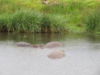 Ngorongoro Nationalpark - Nilpferde