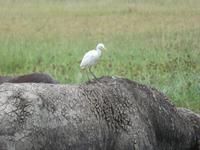 Ngorongoro Nationalpark - Büffel mit Kuhreiher