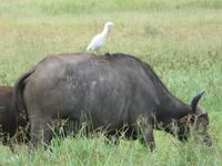 Ngorongoro Nationalpark - Büffel mit Kuhreiher