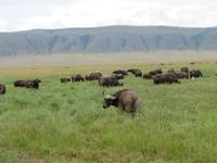 Ngorongoro Nationalpark - Büffel