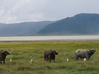 Ngorongoro Nationalpark - Büffel mit Kuhreiher