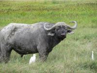 Ngorongoro Nationalpark - Büffel mit Kuhreihern