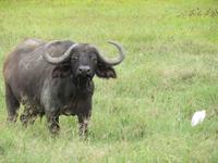 Ngorongoro Nationalpark - Büffel mit Kuhreiher