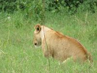 Ngorongoro Nationalpark - Löwin