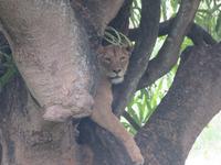 Ngorongoro Nationalpark - Löwin auf einem Baum