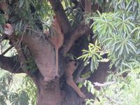 Ngorongoro Nationalpark - Löwinnen auf einem Baum