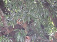 Ngorongoro Nationalpark - Löwin auf einem Baum
