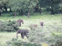 Ngorongoro Nationalpark - Elefanten