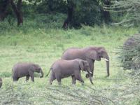 Ngorongoro Nationalpark - Elefanten