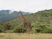 Ngorongoro Nationalpark - Giraffe