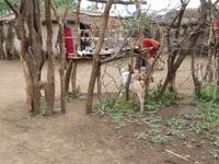 Ngorongoro Nationalpark - Besuch bei den Massai