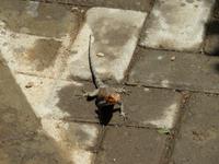 Olduvai-Schlucht - Echse