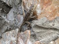 Olduvai-Schlucht - Echse