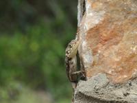 Olduvai-Schlucht - Echse