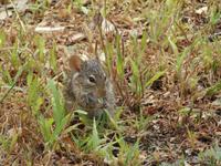 Olduvai-Schlucht - Maus