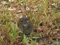 Olduvai-Schlucht - Maus