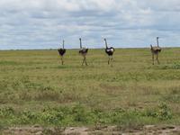 Serengeti - Strauße