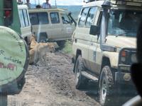 Serengeti - Löwinnen direkt an den Jeeps