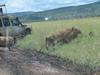 Serengeti - Löwinnen