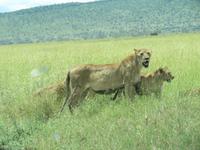 Serengeti - Löwinnen