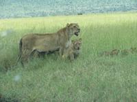 Serengeti - Löwinnen