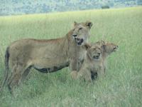 Serengeti - Löwinnen