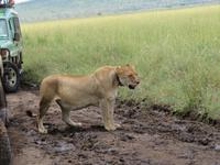 Serengeti - Löwinnen