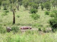 Serengeti - Nilpferde