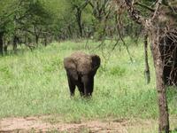 Serengeti - Elefantenbaby