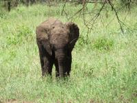 Serengeti - Elefantenbaby