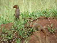 Serengeti - Zwergmangusten