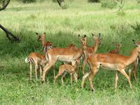 Serengeti - Impalas