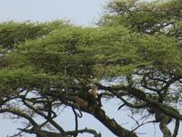 Serengeti - Leopard im Baum