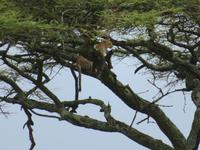 Serengeti - Leopard im Baum