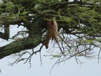 Serengeti - Leopard im Baum - seine Voratskammer