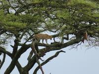 Serengeti - Leopard im Baum und seine Voratskammer