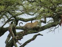 Serengeti - Leopard im Baum und seine Voratskammer