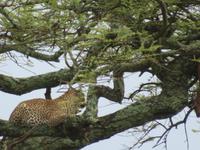 Serengeti - Leopard im Baum und seine Voratskammer