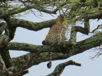 Serengeti - Leopard im Baum