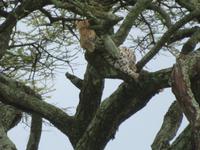 Serengeti - Leopard im Baum