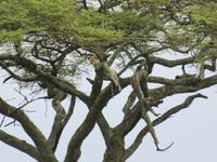 Serengeti - Leopard im Baum