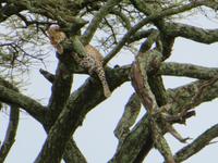 Serengeti - Leopard im Baum