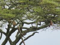 Serengeti - Leopard im Baum und seine Voratskammer