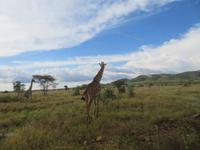 Serengeti - Giraffe hautnah