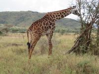 Serengeti - Giraffe hautnah