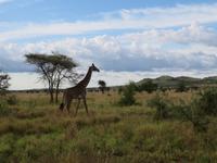 Serengeti - Giraffe hautnah